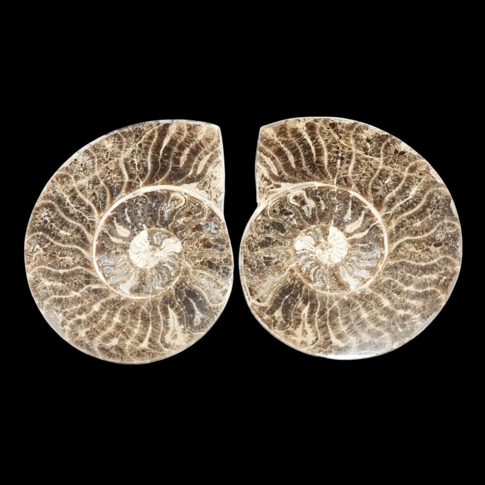 Ammonite Fossil