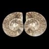 Ammonite Fossil
