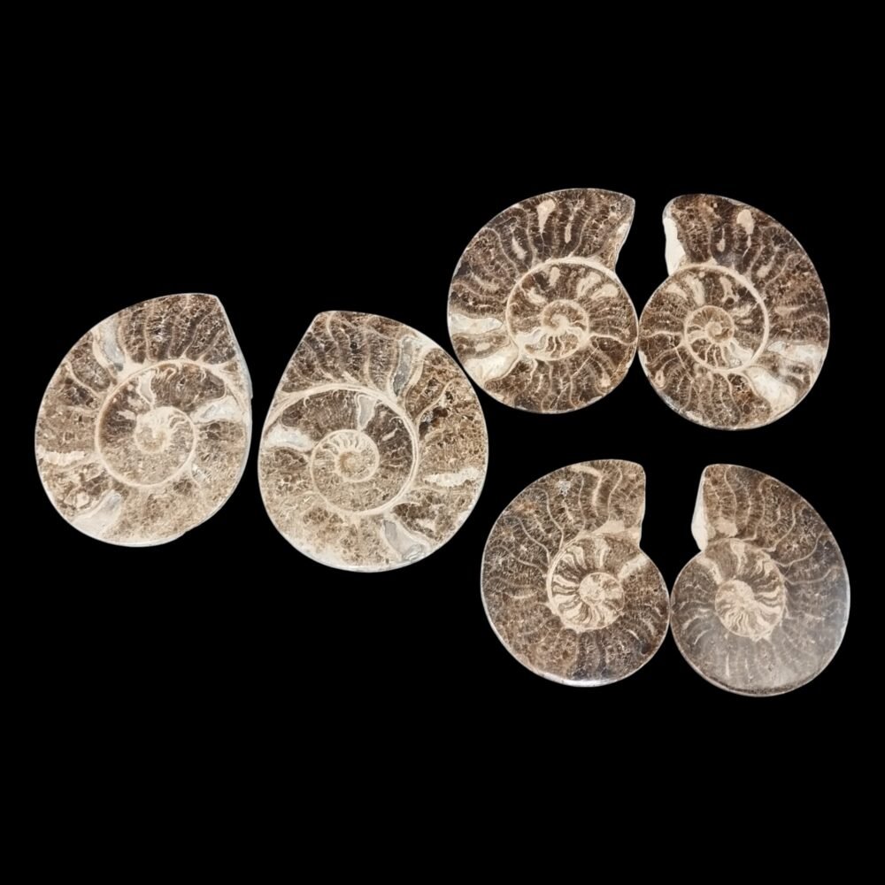 Fossil Ammonite Polished - Image 2