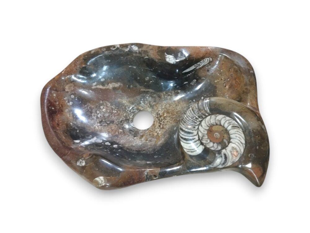 Fossil Basin free form