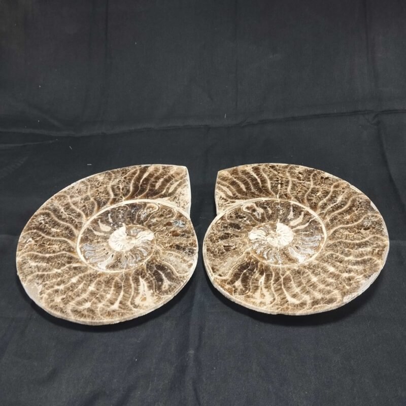 Ammonite De fossil