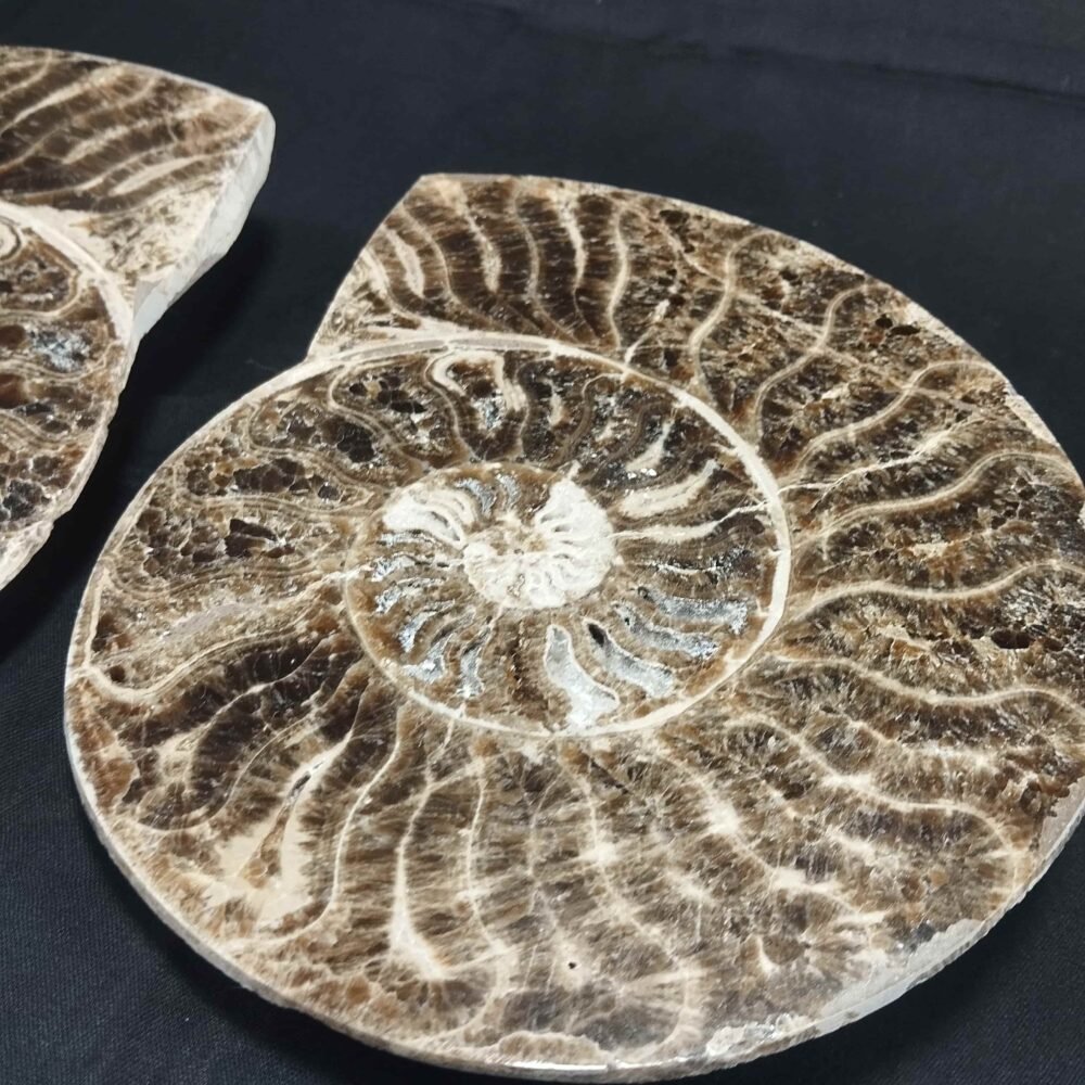 Ammonite Fossilel