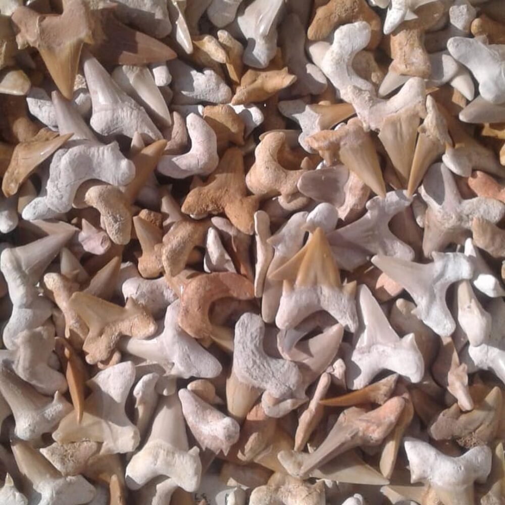sharks teeth fossils