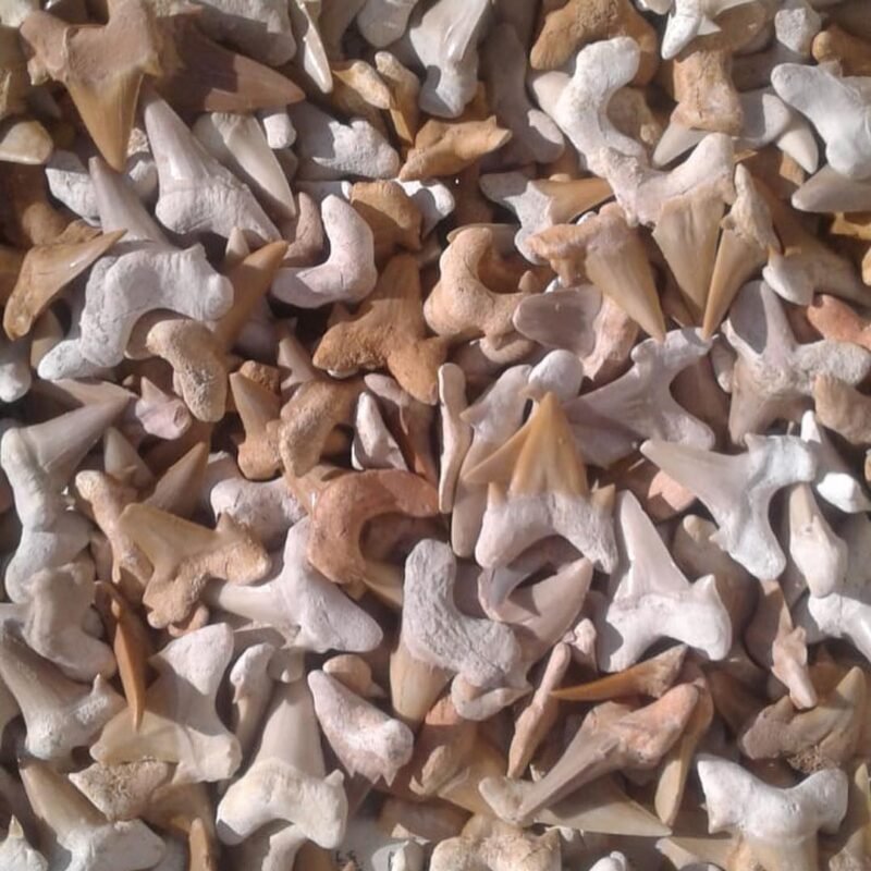 sharks teeth fossils