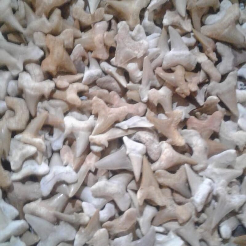 shark fossil teeth