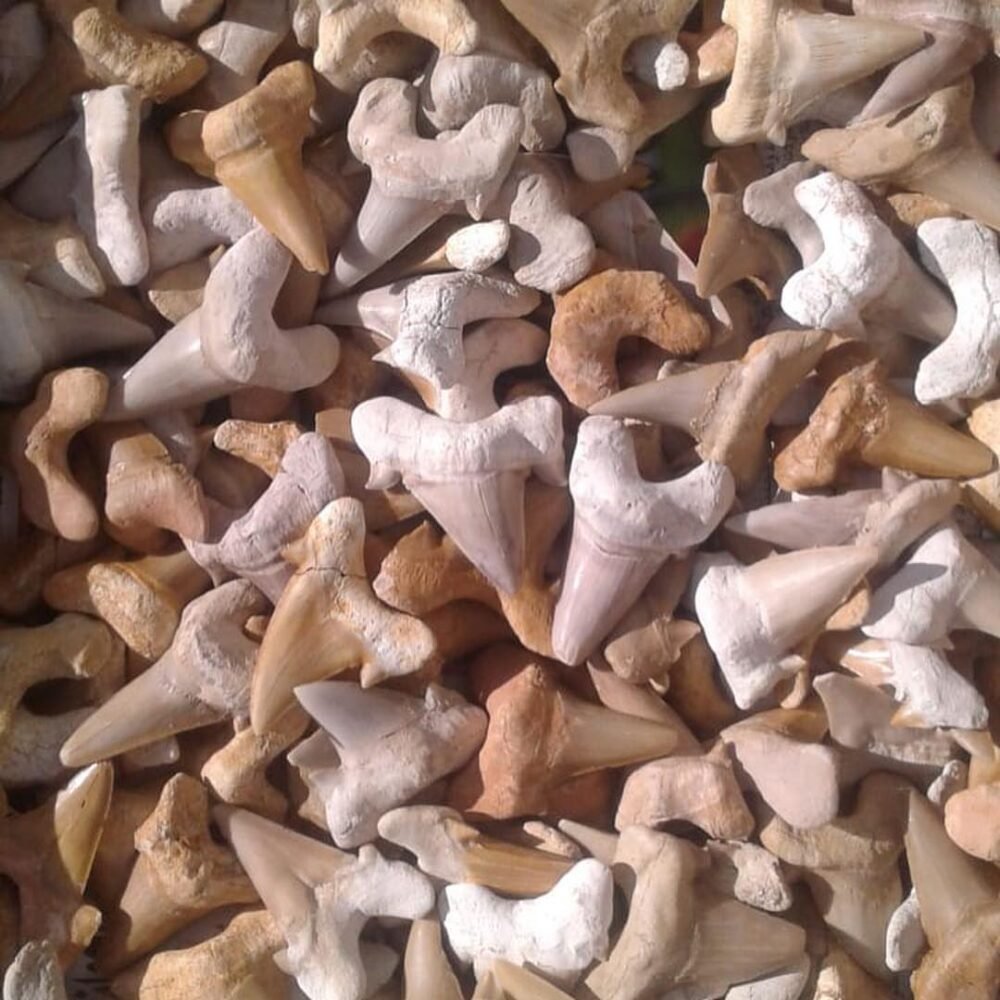 Sharks Teeth Fossils - Image 2