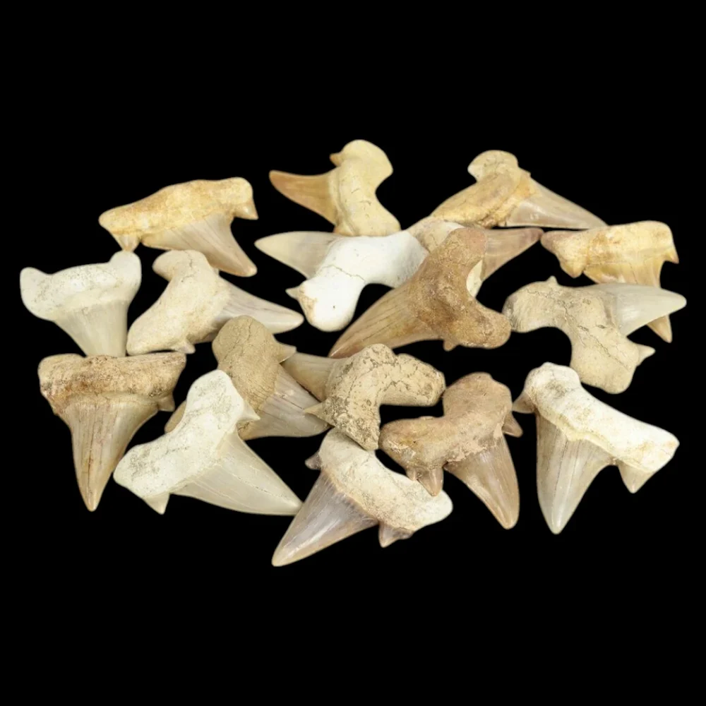 Sharks Teeth Fossils