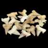 Sharks Teeth Fossils